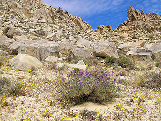 Approaching Grape Soda Lupine Saddle