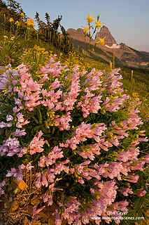 Flowers in Granite Park