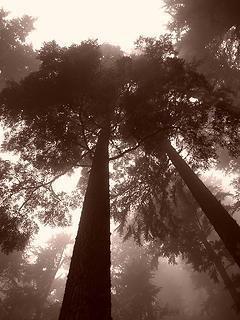Cedar Fog - sepia