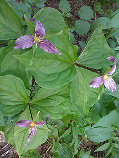 Triple purple trillium