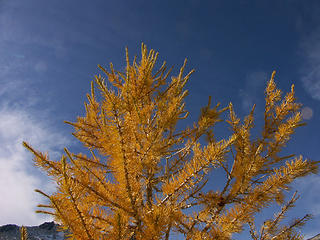 Larching for the sky