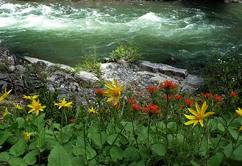 raging river and spring beauties