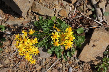 Near Escondido Tarns