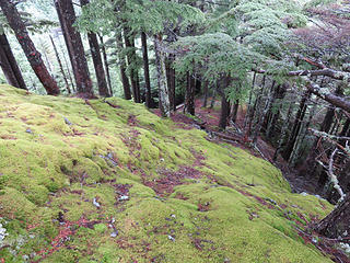 I didn't find the ropes that Gimpilator and others have written about. Removed as "litter?" I dunno, but I was on the obvious route up, as indicated not only by cut branches but by worn spots in the moss, logically-spaced steps, reminding me of brown bear paths in coastal Alaska.