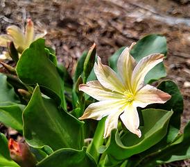 Tweedy's Lewisia - thanks Nancyann