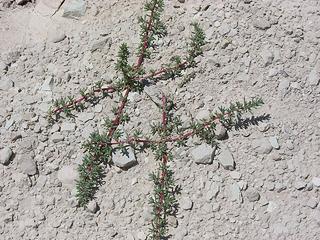 Hardy plant, Badlands NP