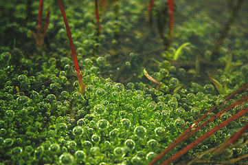 Bubbles, moss and stems2
