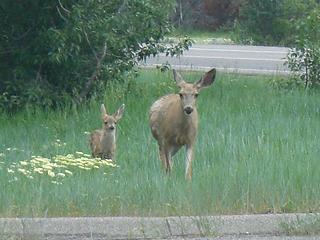 Doe and fawn