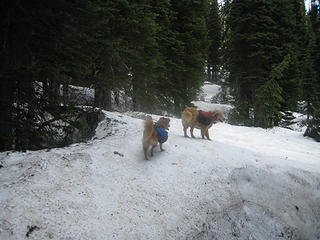 along Polallie Ridge trail