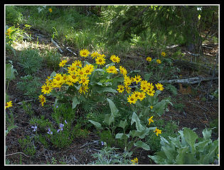 Balsamroot