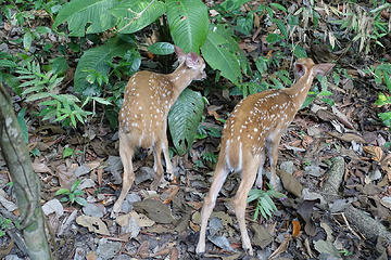 White-Tailed Deer Fawns