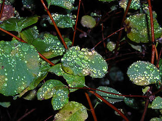 Leaves