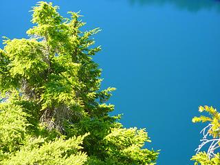 trees 'n lake