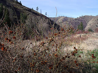 Wildroses are a common sight in creek drainages throughout SE Washington