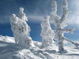 Rimed snags on the summit