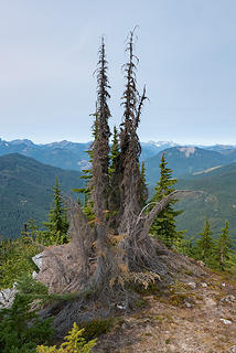 What killed this tree?