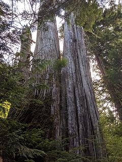 Logging survivors