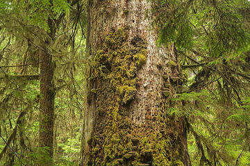 South Fork Hoh River Trail, Washington