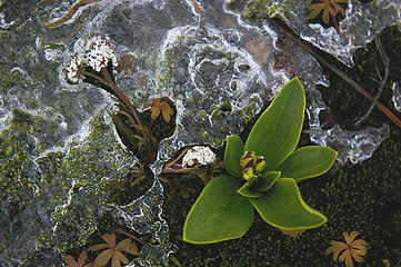 Intrepid flower in ice