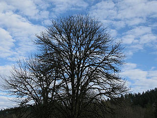 Big tree and fluffy clouds