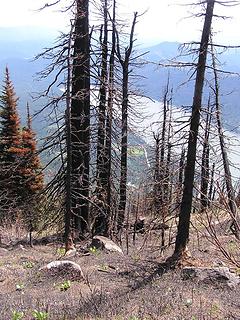 Burn evidence above Lake Wenatchee.