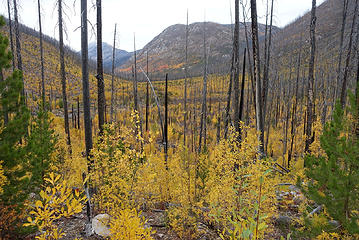 Lower Andrews Creek valley