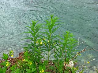 Plants on River