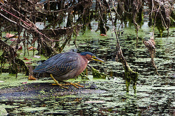 Green heron