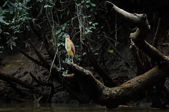 102- Nankeen Night Heron