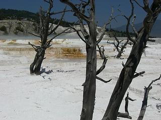 Mammoth hot springs