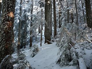 beautiful forest