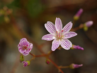 Columbia Lewisia