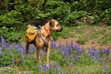 Cleo in the Lupine