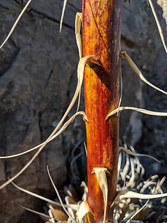 19. Yucca stalk