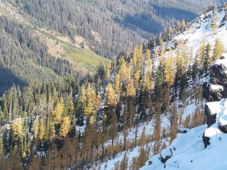 Larches