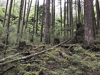 thick forest, nothing resembling a trail or boot path