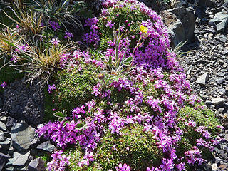 Mini garden growing in scree