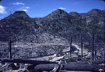 Mt. St. Helens blast zone1986