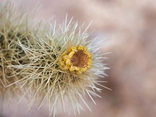 Cholla mini flower