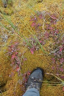 Spongy tundra, Denali National Park