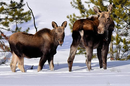 December: Moose in Yellowstone National Park, Wyoming