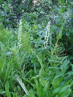 bog orchid