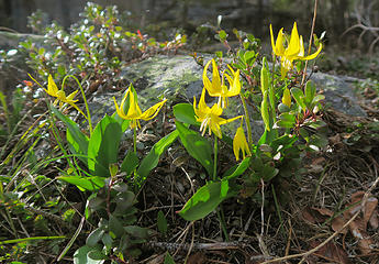 Bitterroot National Forest, Montana.