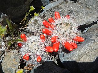 strawberry pincushion cactus