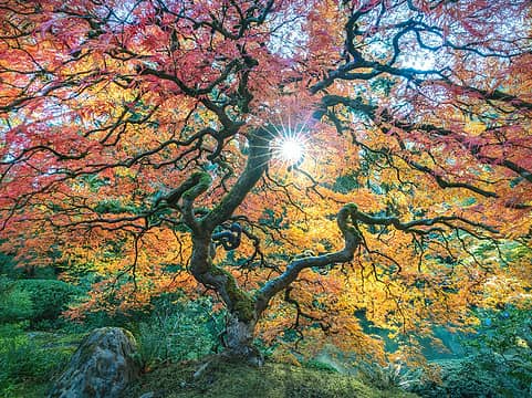 "The Tree" - Japanese Maple - Portland Japanese Garden