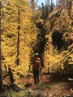 Thru the Larch wonderland