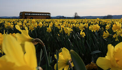 9- Yellow bus