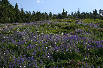 More wildflowers than you can shake a stick at!!!