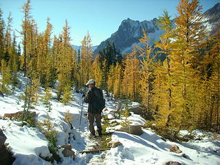 Lyall larch near the top of the pass