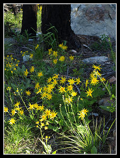 Yellow On Black